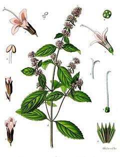 Peppermint (Mentha x piperita)