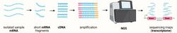 First, cellular mRNA is extracted and fragmented into smaller mRNA sequences, which undergo reverse transcription. The resulting cDNAs are sequenced on a Next Generation Sequencing (NGS) platform. The results of such sequencing allow the generation of transcriptomic sequencing genomic maps.
