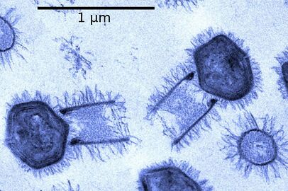 The largest known virus, Tupanvirus, named after Tupã, the Guarani supreme god of creation