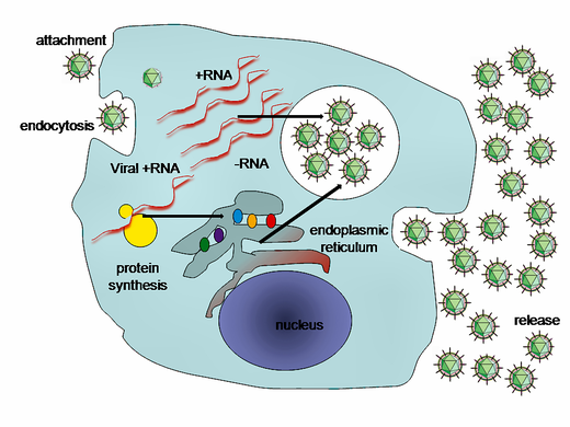 A simplified diagram of the hepatitis C virus replication cycle
