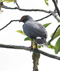 Slate-colored hawk.jpg