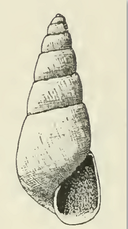 Odostomia youngi 001.png