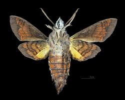 Macroglossum ungues MHNT CUT 2010 0 217 Hanoi Airport (Noi Bai) Vietnam male ventral.jpg