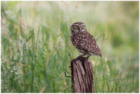 LittleOwl1.jpg