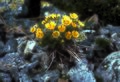 Robbins' cinquefoil (Potentilla robbinsiana), an alpine wildflower found in the White Mountains of New Hampshire