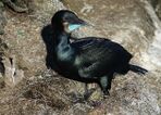 Brandt's Cormorant (32273177994).jpg