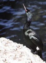 Pelagic Cormorant (Phalacrocorax pelagicus) at Monterey Bay.jpg