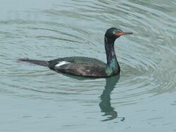 CORMORANT, PELAGIC (1-9-10) morro bay, ca -06 (4260636316).jpg
