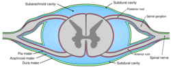 Drawing of cross-section of spinal cord