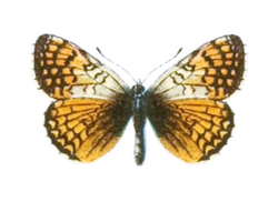 Melitaea solona evadne - Seitz.png