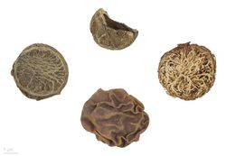 Detarium senegalense MHNT.BOT.2016.24.69.jpg