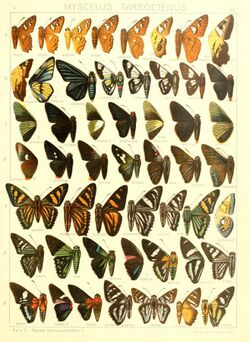 Macrolepidoptera15seit 0357.jpg