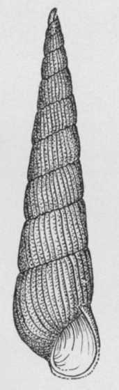 Turbonilla stimpsoni 001.png