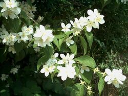Philadelphus coronarius.jpg