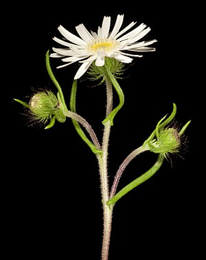 Asteridea pulverulenta - Flickr - Kevin Thiele.jpg