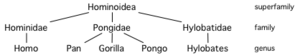 Hominoid taxonomy 2.png