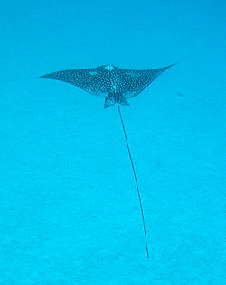 Spotted eagle ray, Aetobatus narinari