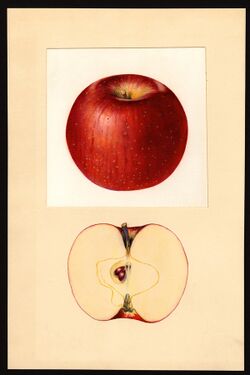 Pomological Watercolor POM00002262.jpg