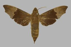 Temnora angulosa, female, upperside. Cameroon, Ja River, Bitje.jpg