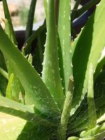 Aloe Vera with web.jpg