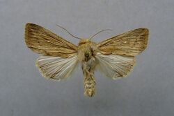 Leucania obsoleta.jpg