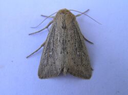 Leucania obsoleta FvL.jpg