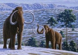 Woolly mammoth cropped.jpg