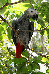 African gray parrot.jpg