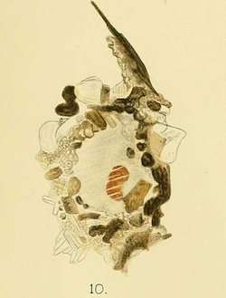 Iridia diaphana plate 10.png