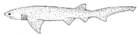 Notorynchus cepedianus (Broadnose sevengill shark).gif