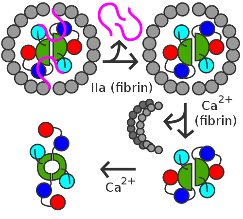 Activation peptides (pink) of A units are removed by thrombin (IIa) in the presence of fibrin. B units (gray) are released with the help of calcium and A unit dimer is activated (XIIIa forms).