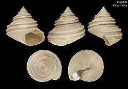 Calliostoma milneedwardsi (MNHN-IM-2000-27773).jpeg