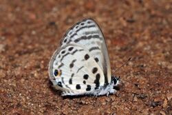 Pale babul blue (Azanus mirza).jpg