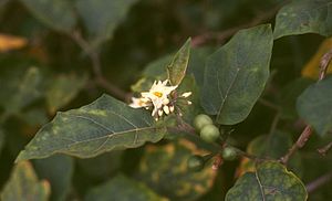 Solanum torvum 2.jpg