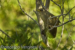 Garrulax taewanus, Taiwan 1.jpg