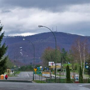 Jawor z Polańczyka.jpg