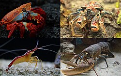 Decapoda montage.jpg