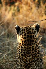 A female leopard with white markings on the backs of her ears