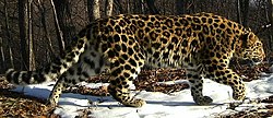 Amur leopard. Frame from a camera trap (cropped).jpg