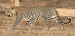Indian male leopard (cropped).jpg