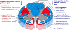 Drawing of cross-section of the spinal cord