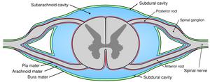 Drawing of cross-section of spinal cord