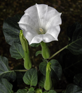 Brugmansia metel syn Datura.png