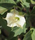 Datura leichhardtii stamens.jpg