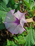 Datura stramonium 003.JPG