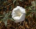 Datura wrightii in Apple Valley, California 1.jpg