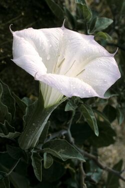 Sacred datura (Datura wrightii) (14212557338).jpg