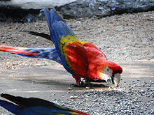 Red Green Macaw.