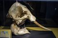 African elephant skull in the Cleveland Museum of Natural History