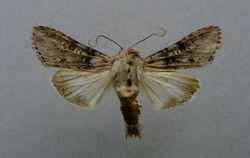 Cucullia absinthii.01.jpg